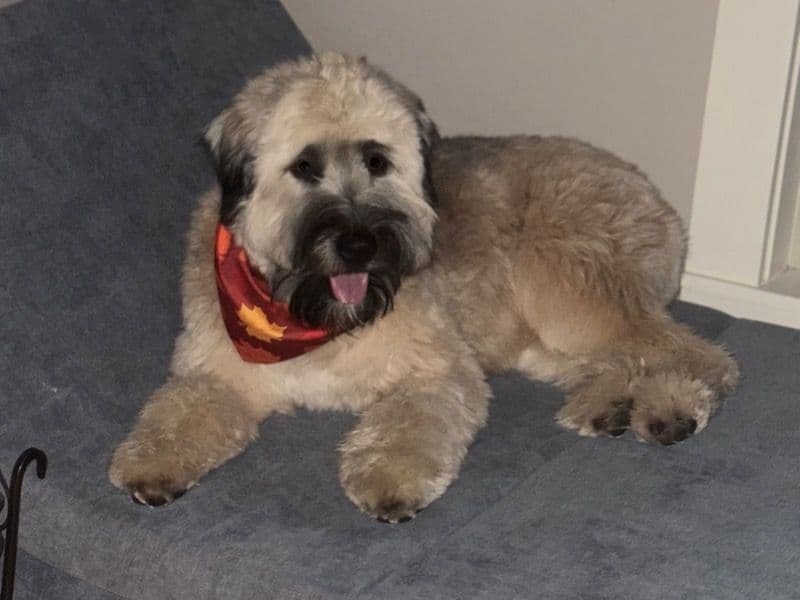 Soft Coated Wheaten Terrier 1 year old female medium named Luna for breeding in Jackson County, Georgia | Petmeetly