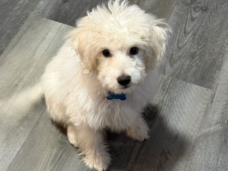 Toy Poodle 4 months old male small named Max for sale in Arapahoe County, Colorado | Petmeetly