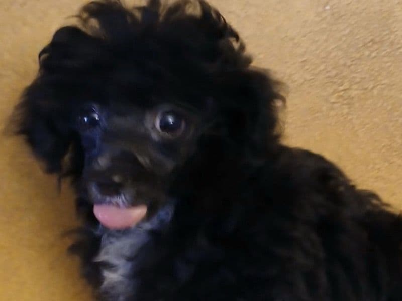 Toy Poodle 1 year 5 months old female small named Bella for sale in Terrebonne Parish, Louisiana | Petmeetly