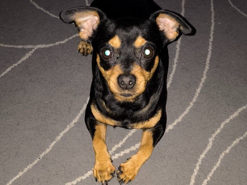 Milo primary photo