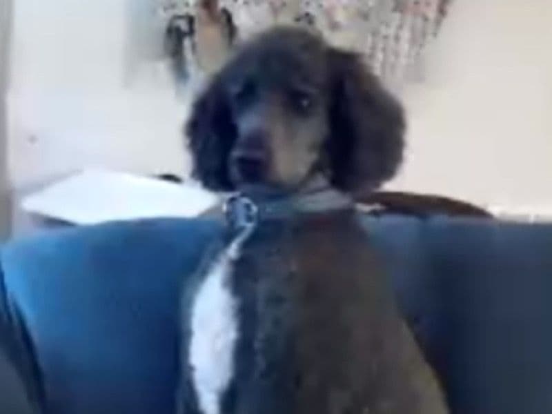 Standard Poodle 6 years 5 months old male large named Baxter for breeding in Tift County, Georgia | Petmeetly