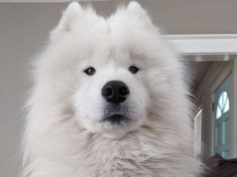 Kumo primary photo