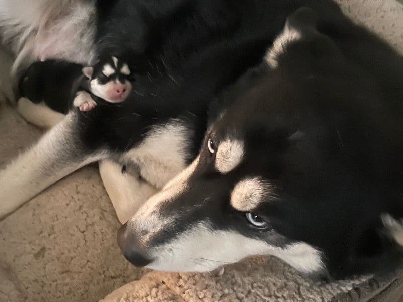 Alaskan Husky 5 years 10 months old female medium named Hannah for breeding in Mecklenburg County, North Carolina | Petmeetly