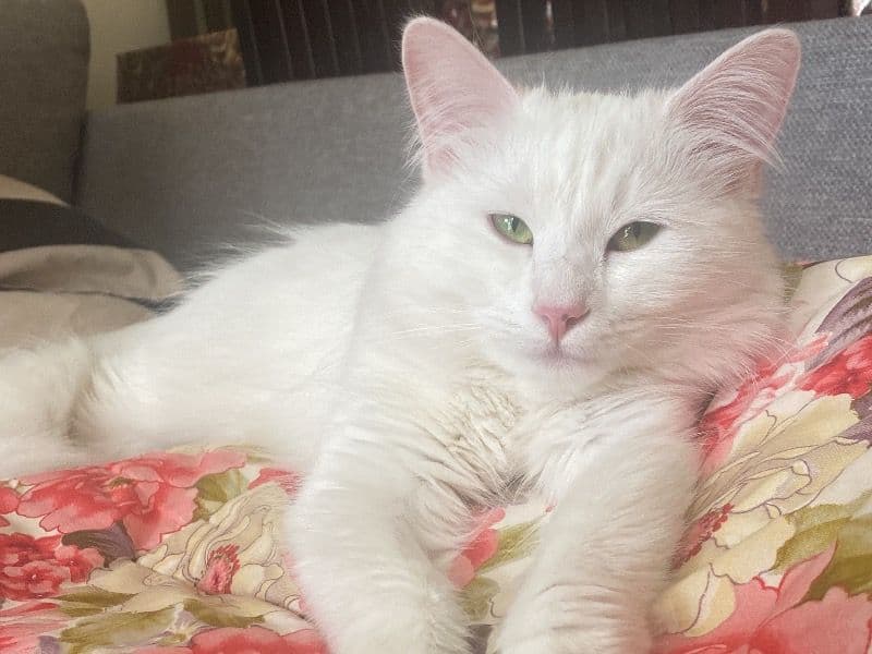 Turkish Angora 3 years 7 months old female named Nala for breeding in Gladesville, New South Wales | Petmeetly