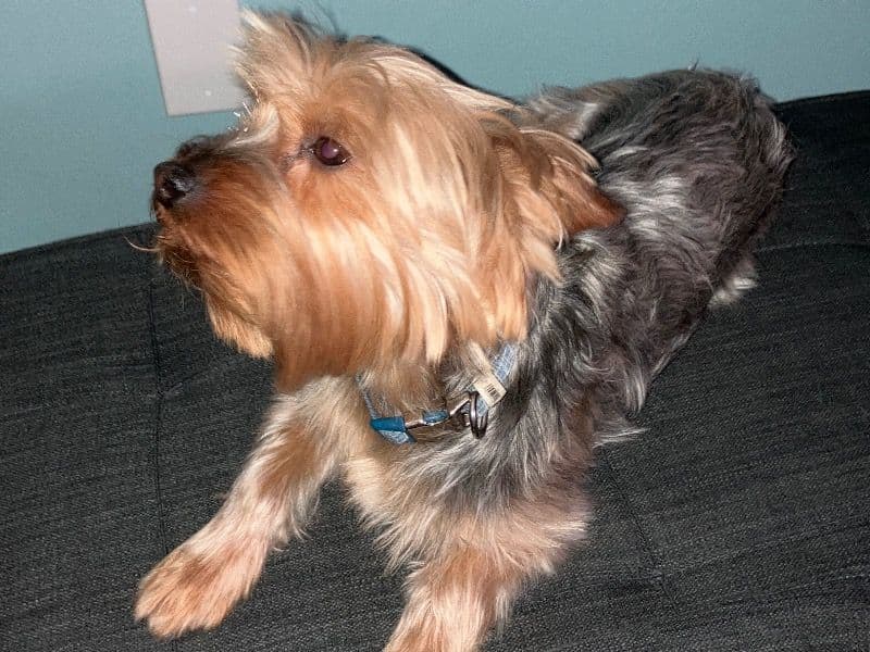 Toby primary photo
