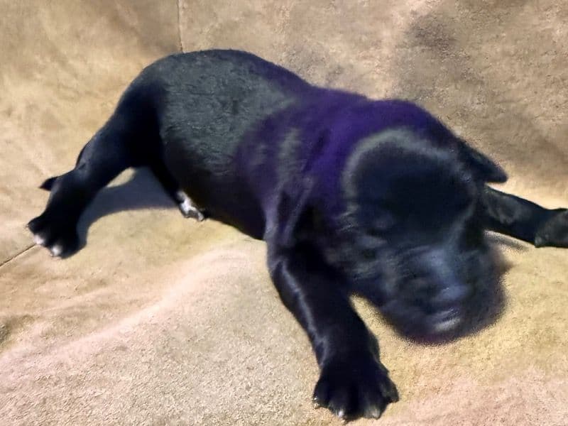 Labrador Retriever 1 month old male large named John for sale in Pulaski County, Virginia | Petmeetly