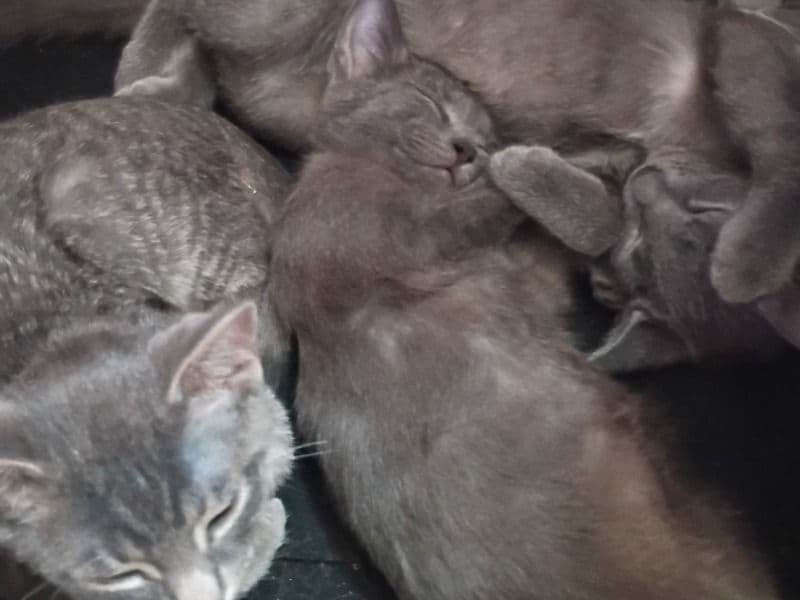 4 Kittens primary photo