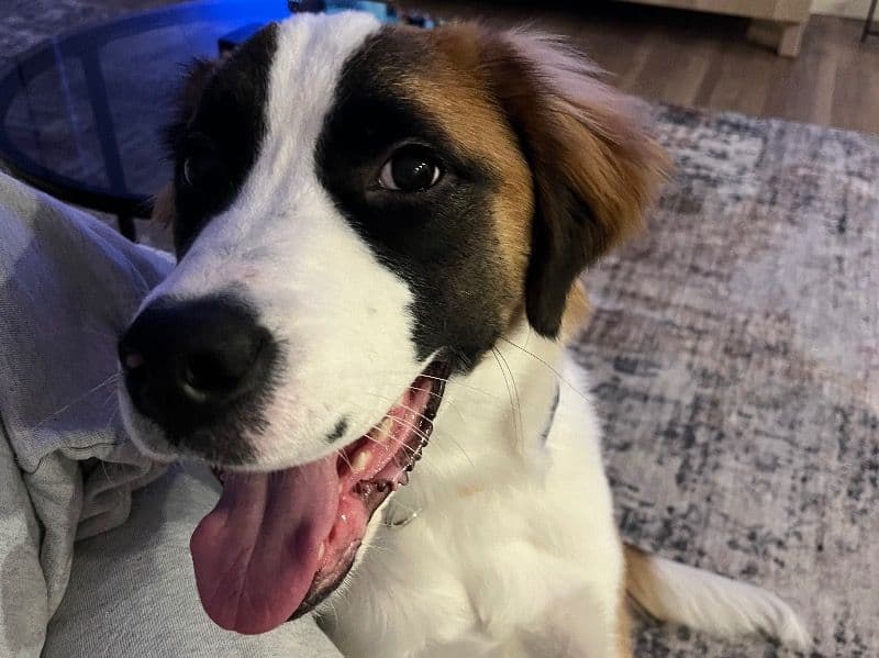 Saint Bernard 1 year old male large named Vino for breeding in Maricopa County, Arizona | Petmeetly