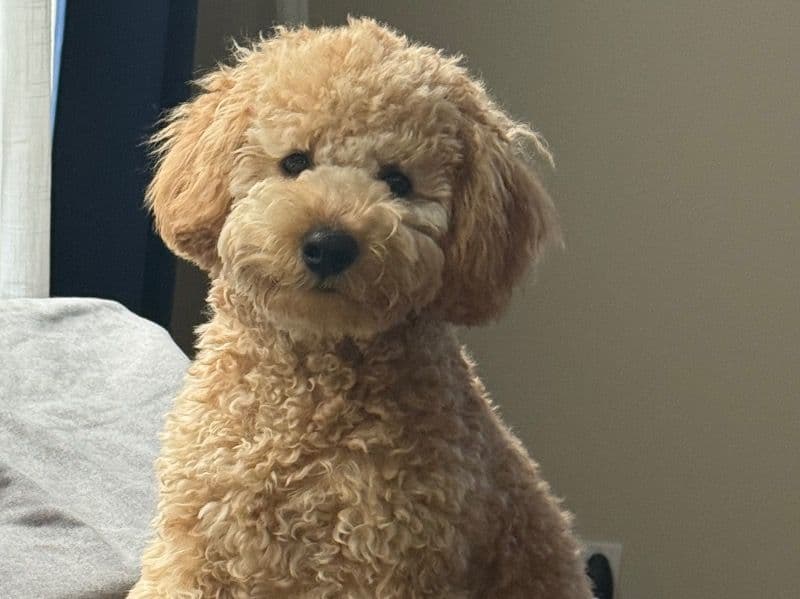 Rex primary photo