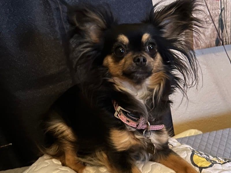 Lucy primary photo