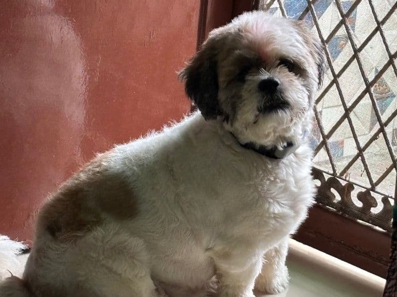 Coco primary photo