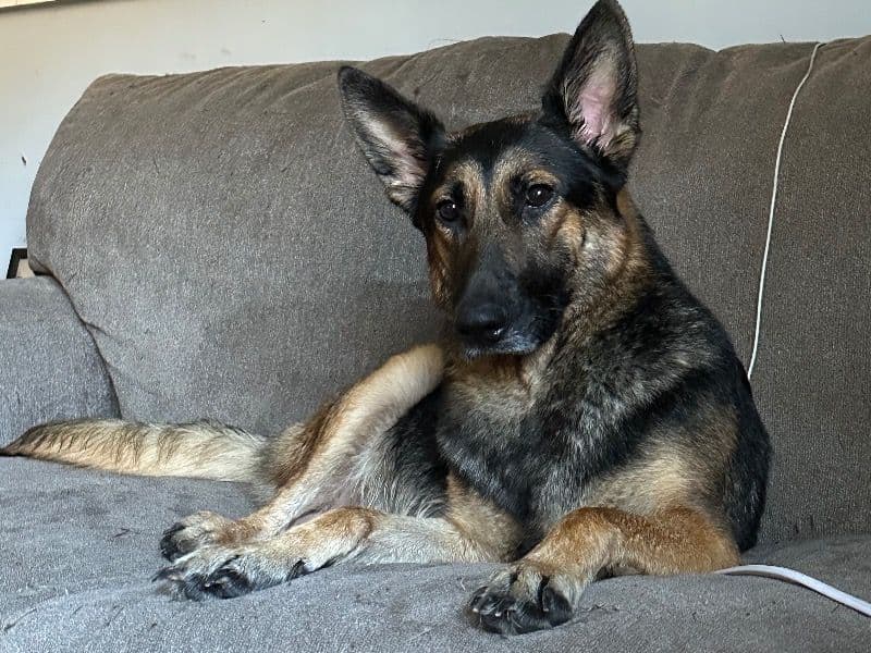 German Shepherd 4 years old female medium named Kekoa for breeding in Woodbine, Kentucky | Petmeetly