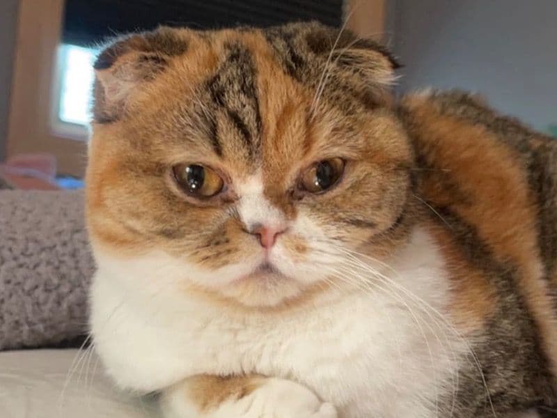 Scottish Fold 4 years 4 months old female named Cannoli for breeding in Saratoga County, New York | Petmeetly