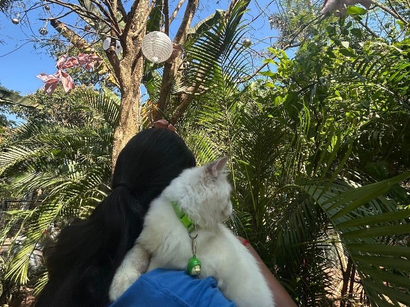 Ragdoll 1 year 2 months old female named Coco for breeding in Madgaon, Goa | Petmeetly