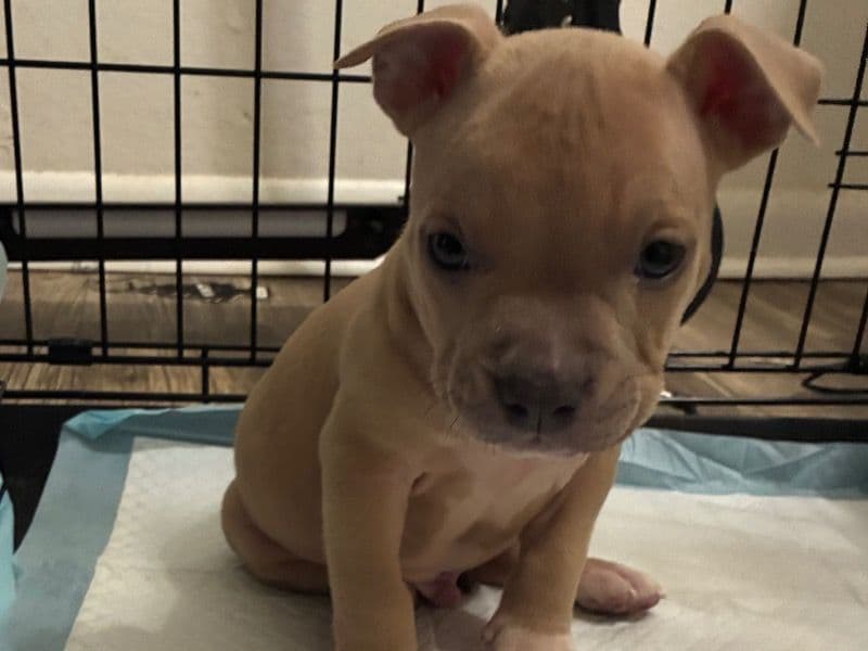 American Bully 4 months old male small named Jack for sale in Orange County, Florida | Petmeetly