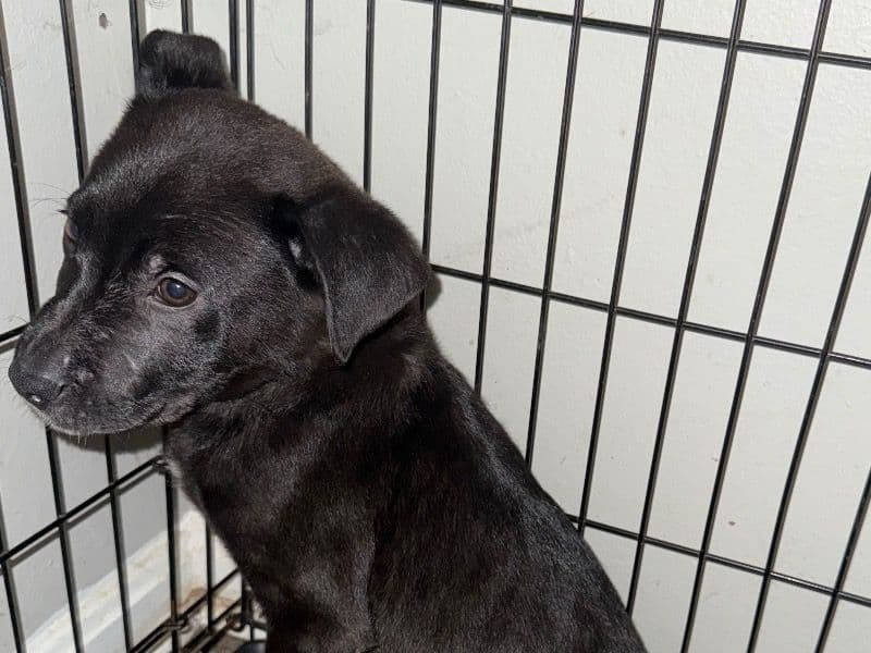 Black German Shepherd 5 months old male small named Sa’myus for sale in Fayette County, Kentucky | Petmeetly