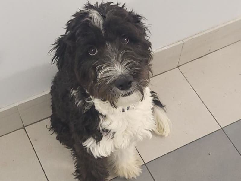 Oreo primary photo