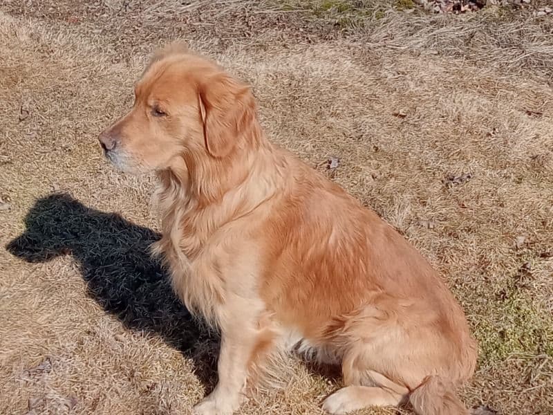 Shiloh - Golden Retriever success story