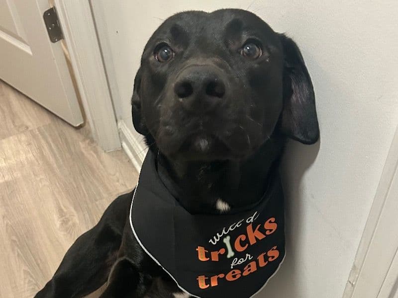 Labrador Retriever 1 year 7 months old male large named Chase for breeding in Fulton County, Georgia | Petmeetly