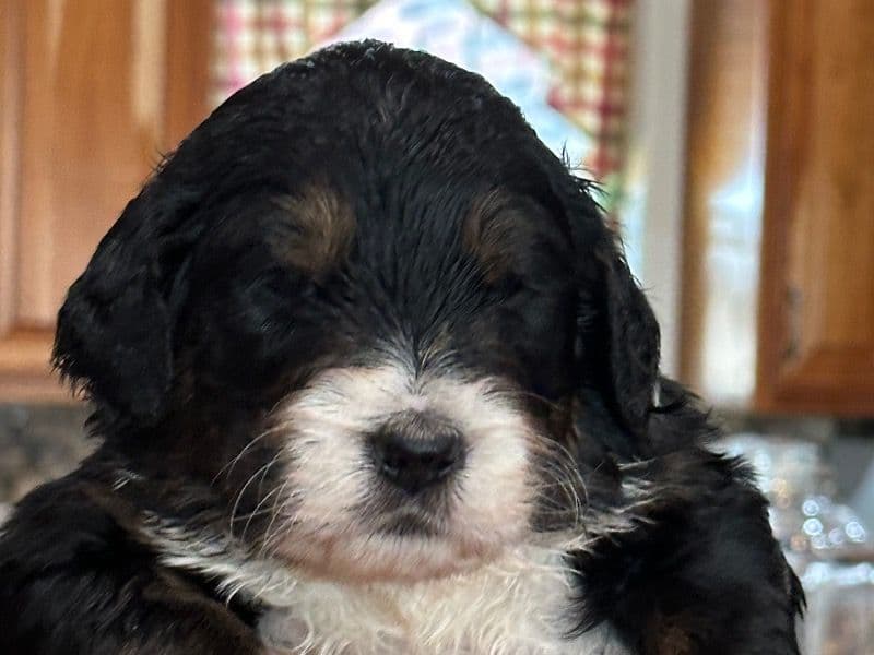 English Shepherd 1 month old male medium named Pretty Boy for sale in Tulsa County, Oklahoma | Petmeetly