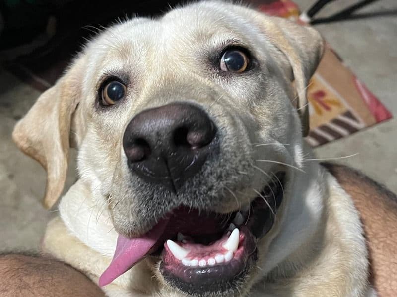 Labrador Retriever 2 years old male medium named Maximus for breeding in Presidency Division, West Bengal | Petmeetly