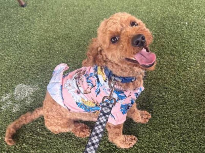 Goldendoodle 3 years 2 months old male small named Sam for breeding in Dallas County, Texas | Petmeetly