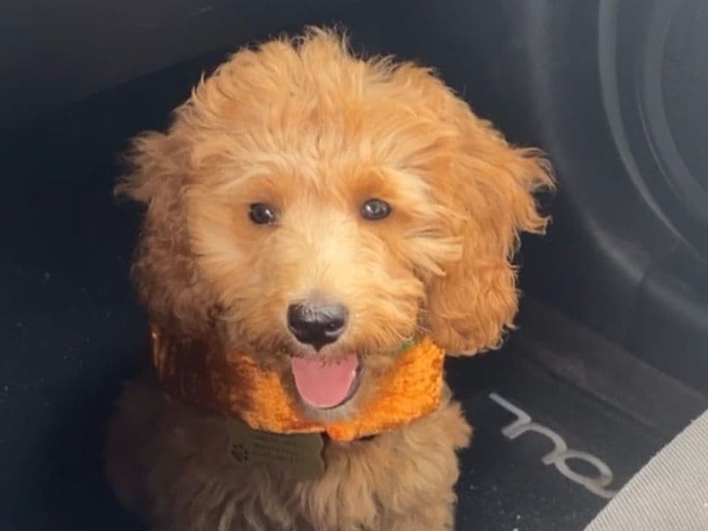 Enzo primary photo
