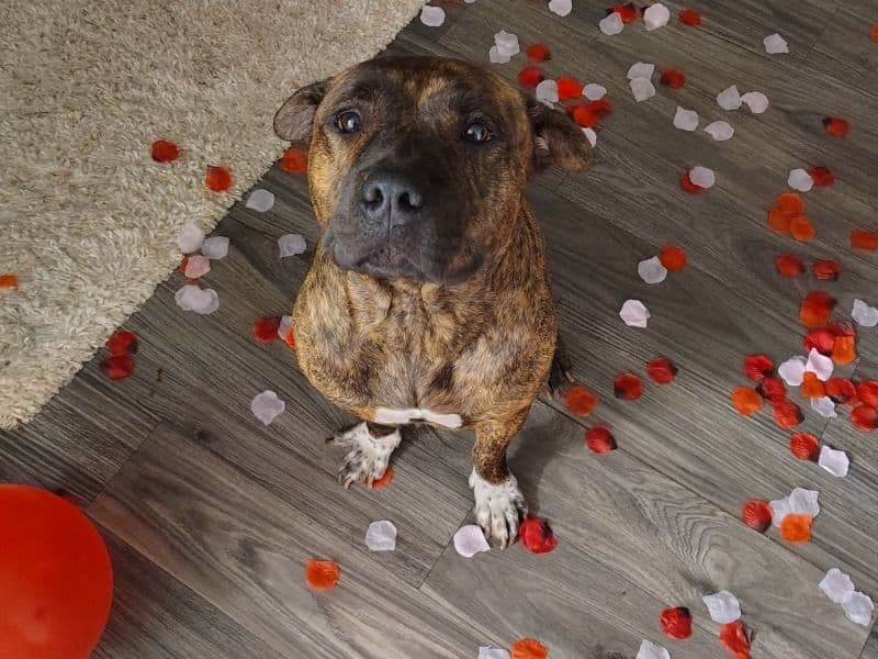 Brindle Pitbull 3 years 6 months old female large named Bonnie for breeding in Marin County, California | Petmeetly