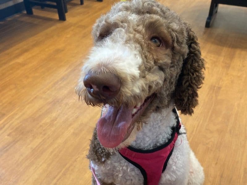 Goldendoodle 1 year 10 months old female large named Kandy for breeding in Harris County, Texas | Petmeetly