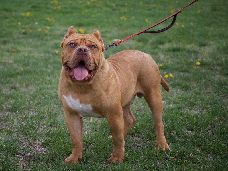 Ace - American Bully | Petmeetly