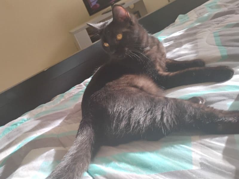 Domestic Longhair 7 months old female named Emperess for adoption in Mahoning County, Ohio | Petmeetly