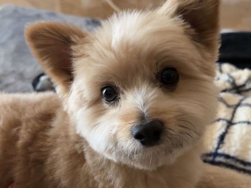Pomeranian 6 years old male small named Benji for breeding in Orange County, California | Petmeetly