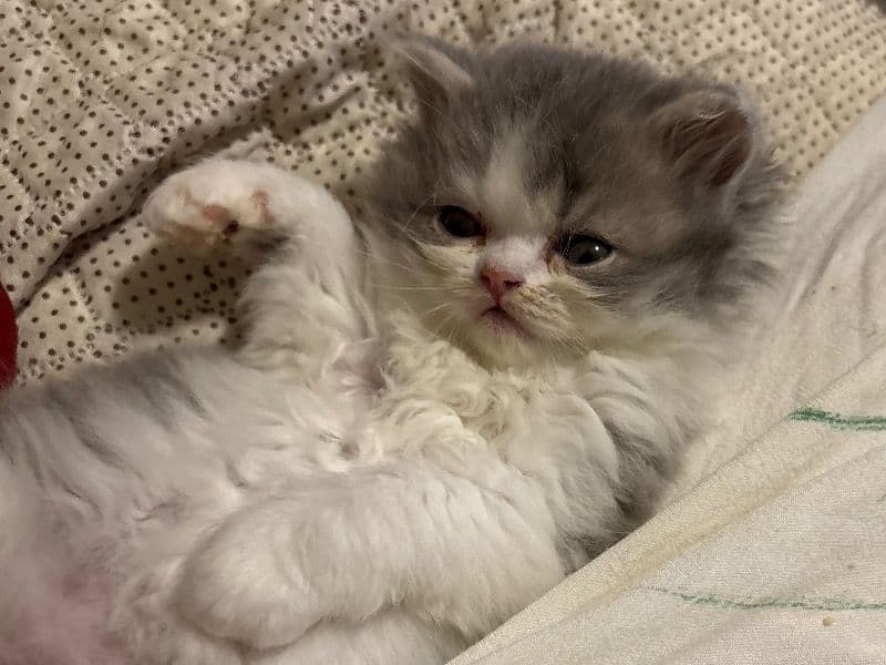 Punky - Persian | Petmeetly