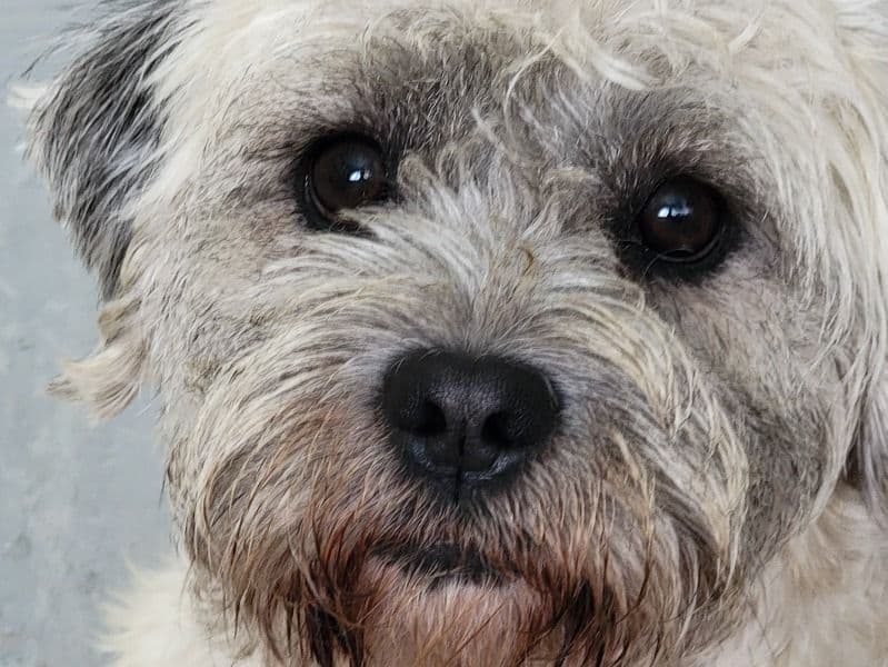 Hamish primary photo