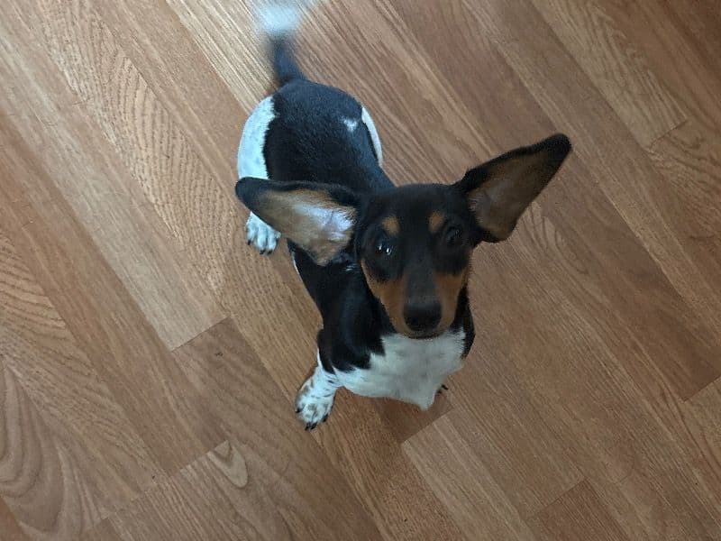 Dachshund 9 months old female small named Winnie for breeding in Helena, Montana | Petmeetly