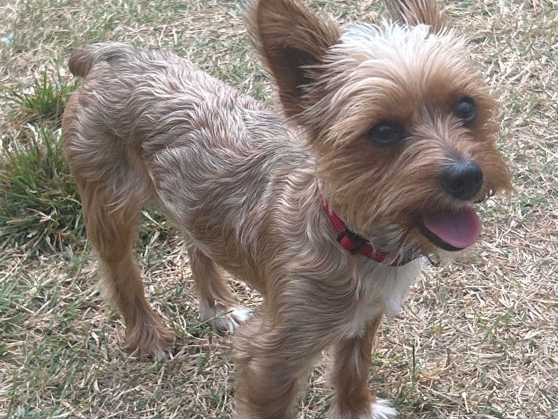 Yorkshire Terrier 1 year 11 months old male small named Dave for breeding in Payne County, Oklahoma | Petmeetly