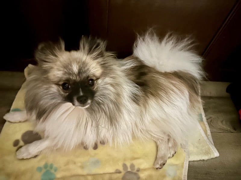 Pomeranian 1 year 3 months old female small named Juliette for breeding in Clark County, Nevada | Petmeetly