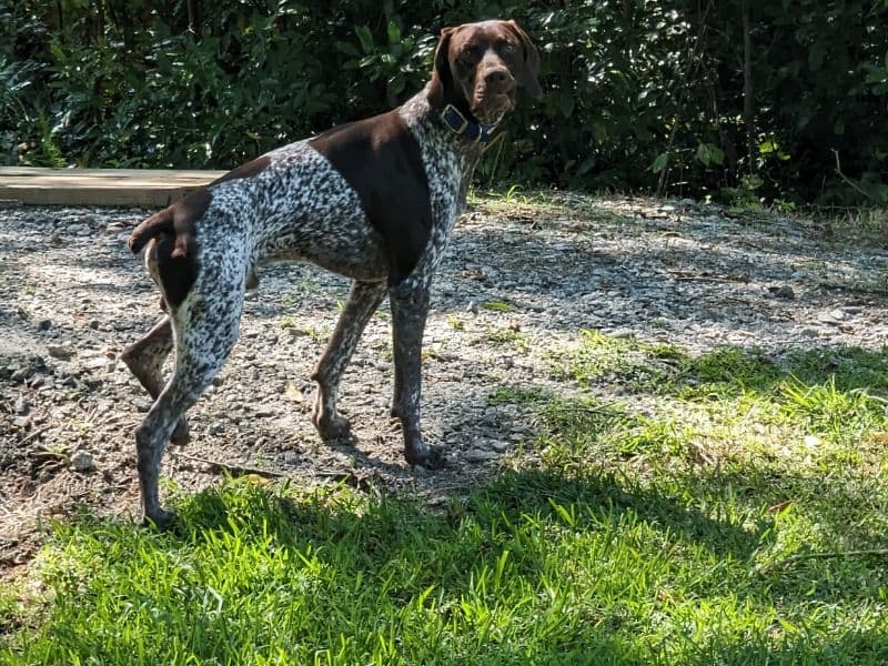 German Shorthaired Pointer 2 years old male large named Ruger for breeding in Henry County, Georgia | Petmeetly