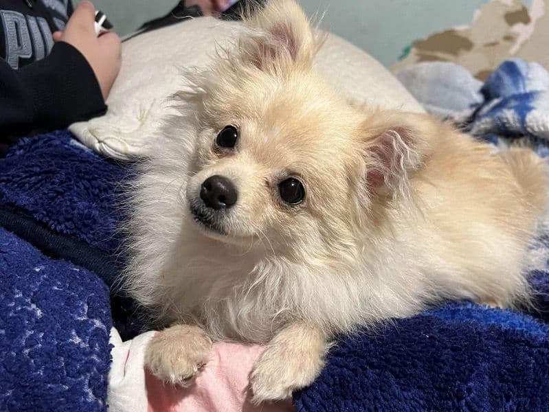Pomeranian 2 years 5 months old male small named Kimba for sale in Dallas County, Texas | Petmeetly