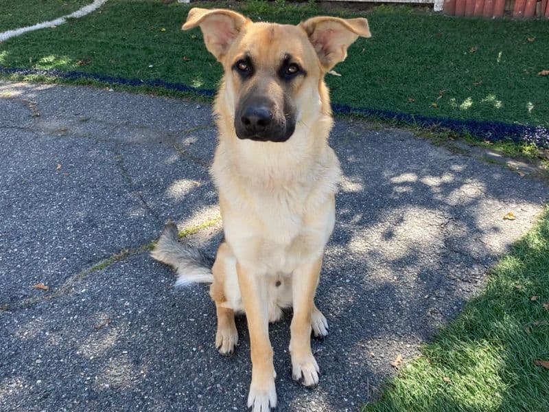 German Shepherd 1 year old male medium named Bronny for breeding in Rockingham County, New Hampshire | Petmeetly