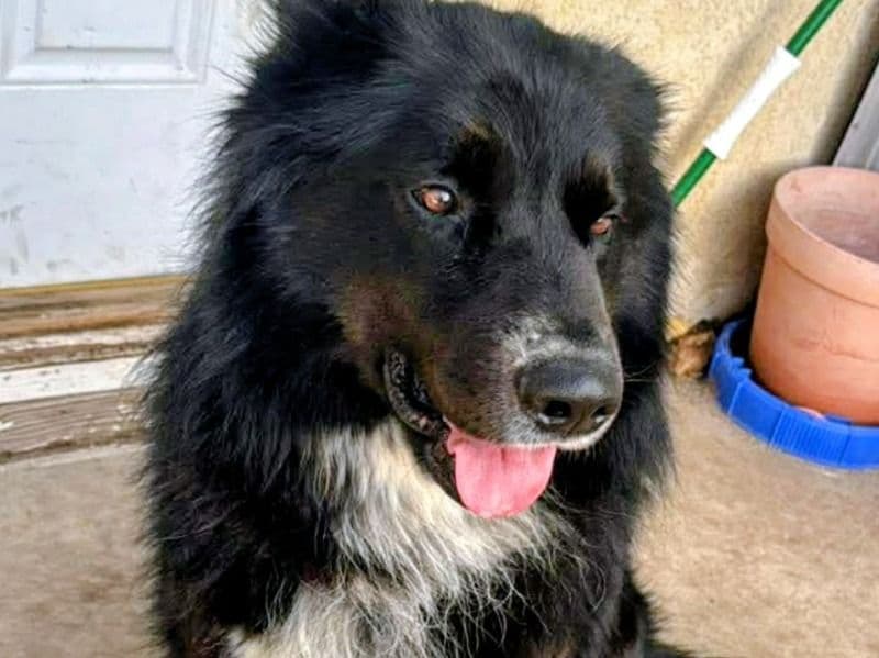 Border Collie 4 years old male large named Yodi for adoption in Los Angeles County, California | Petmeetly