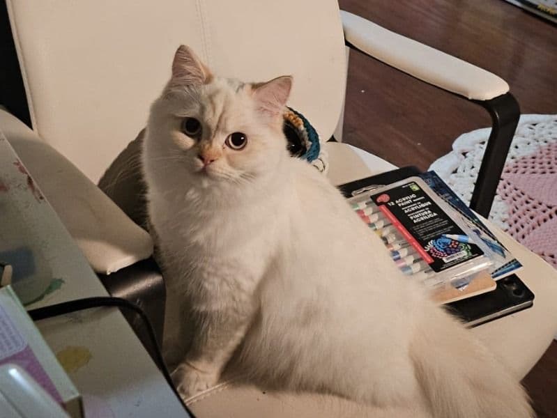 Persian 1 year 4 months old female named Pumpkin for breeding in Metro Vancouver, British Columbia | Petmeetly