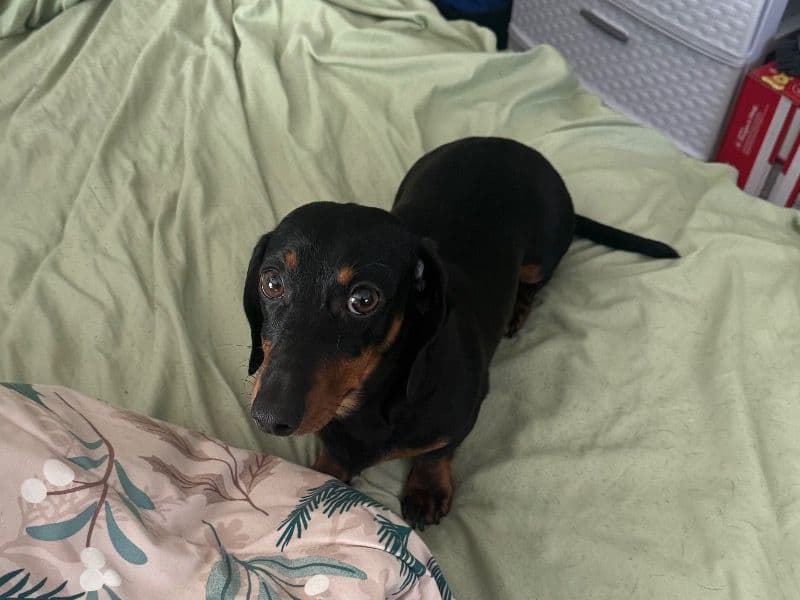 Otto primary photo