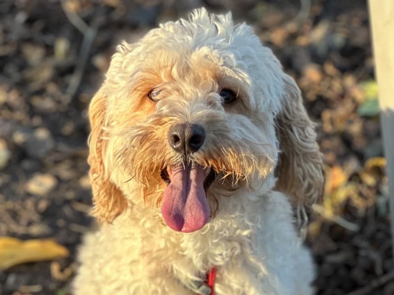 Teddy 🐶🐾 primary photo