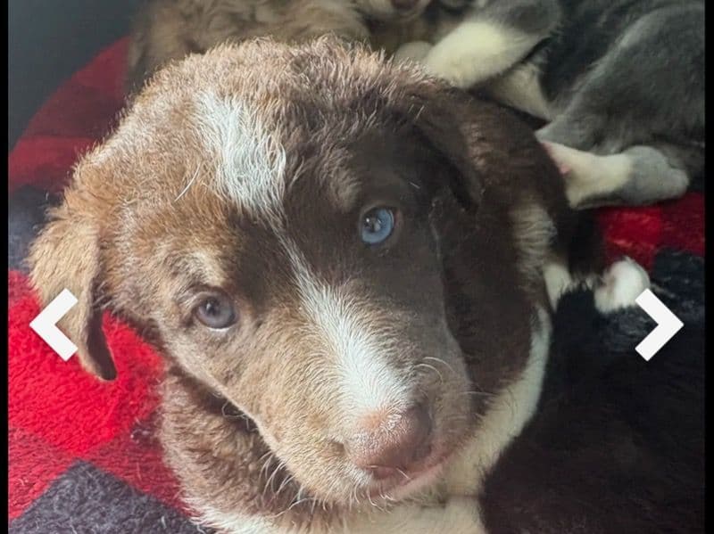 Siberian Husky 3 months old male small named Haven’t Named for sale in Pickens County, South Carolina | Petmeetly