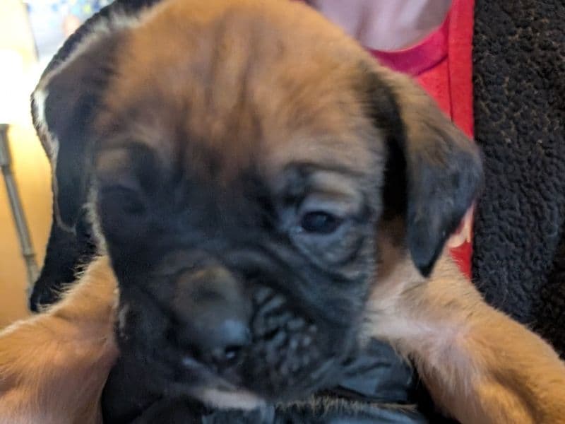 Boxer 1 month old male medium named Boy 8 for sale in McLean County, Illinois | Petmeetly