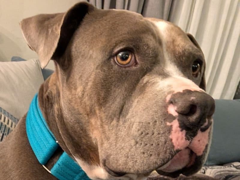 American Bully 2 years old male large named Roscoe for adoption in Salt Lake County, Utah | Petmeetly