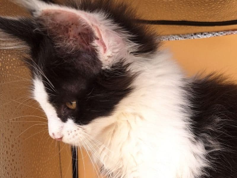 Maine Coon 3 months old female named Tatiana for sale in Paulding County, Georgia | Petmeetly