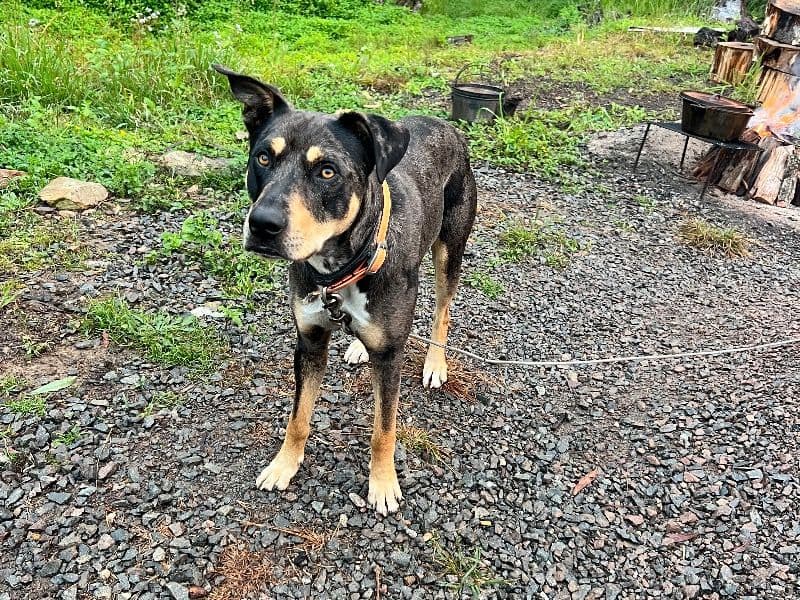Australian Kelpie 2 years 4 months old male large named Boondie for breeding in Sunshine Coast Regional, Queensland | Petmeetly
