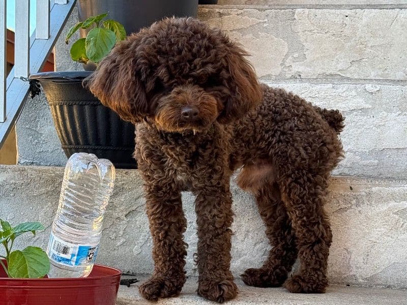 Toy Poodle 3 years 4 months old male medium named Chalice for breeding in Broward County, Florida | Petmeetly